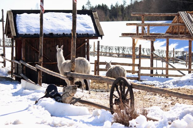 Horse cart on snow field against sky