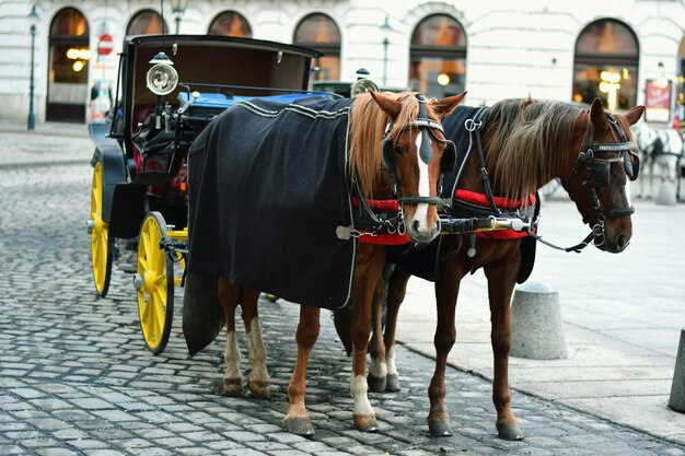 Carro a cavallo per strada in città