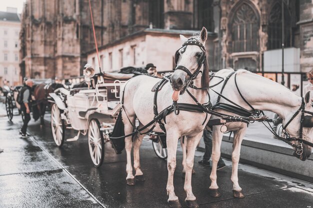 Horse cart on street in city