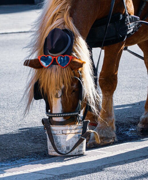 Horse cart on street