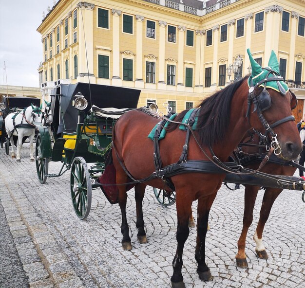 Horse cart on street