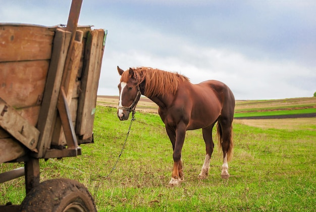 Horse cart in Village