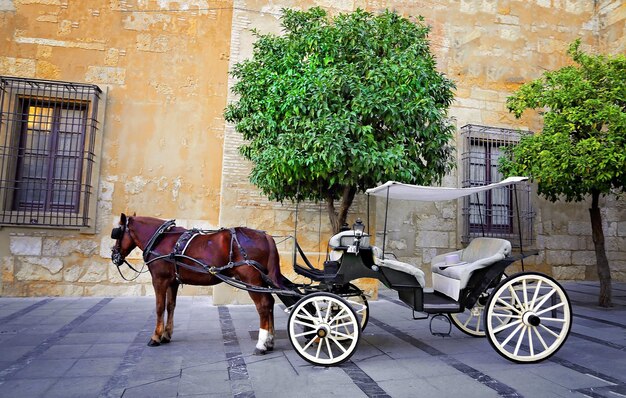 Photo horse cart