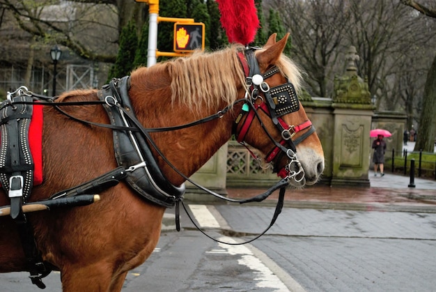 Foto carrozza per cavalli