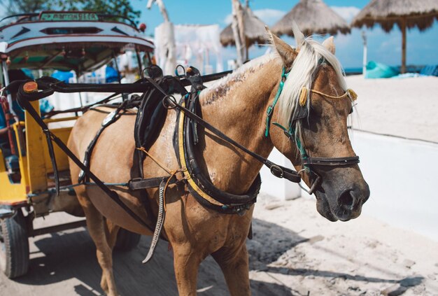 Photo horse cart