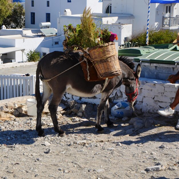 Photo horse cart