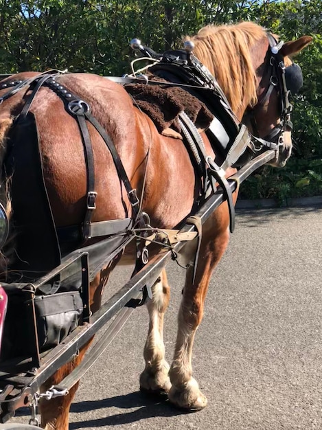 写真 馬車