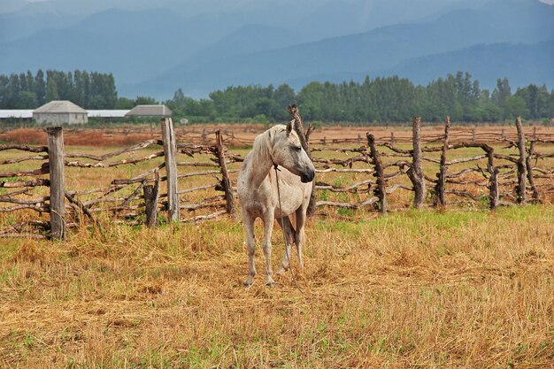 The horse, Caucasian, Azerbaijan