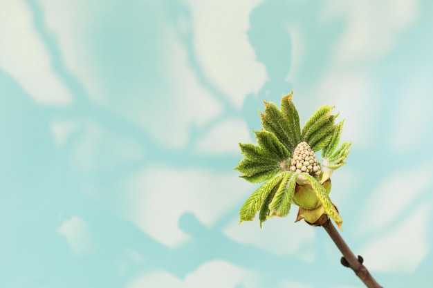 Horse chestnut flower ovary