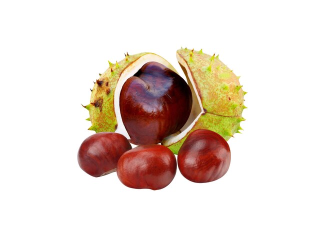 Photo horse chestnut horse chestnut fruits or conker tree is possibly useful in traditional medicine