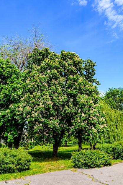 Photo horse chestnut tree aesculus or hippocastanum blossoming at spring