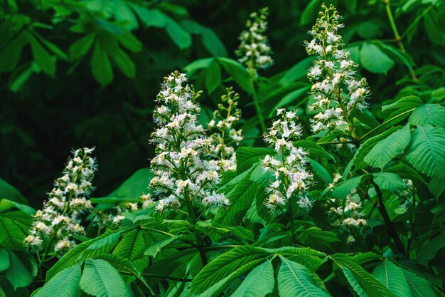 Photo horse chestnut tree blooming - aesculus hippocastanum blossom in summer