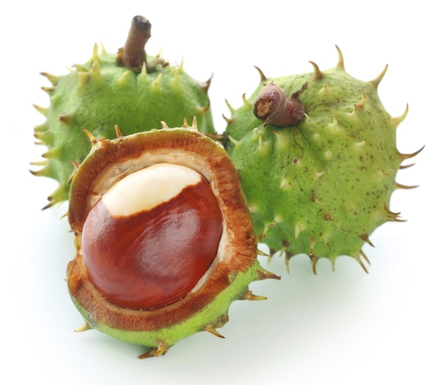 Horse chestnut over white background