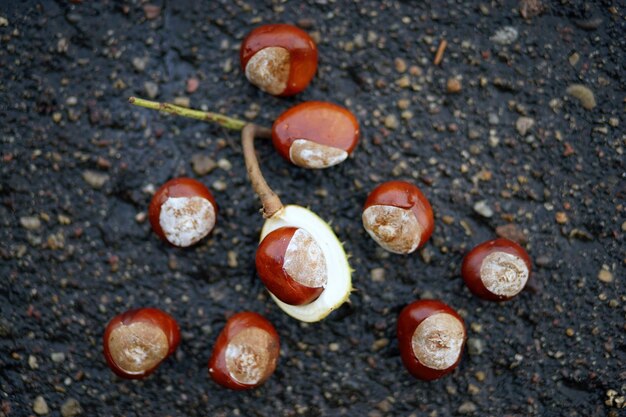 Horse chestnuts in a cracked shell lying on the pavement