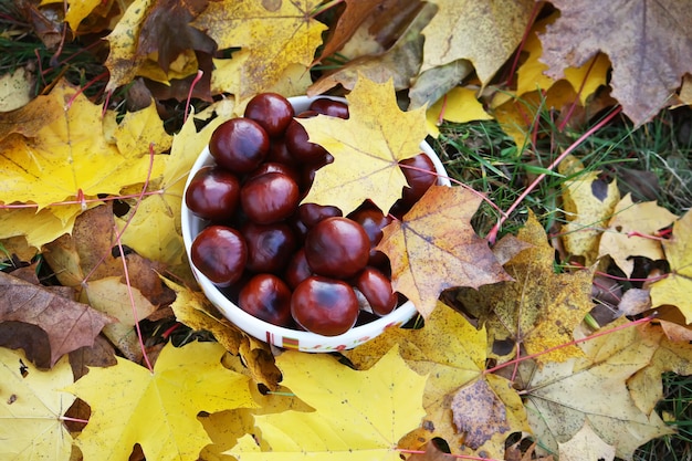 Horse-chestnuts on yellow maple leaves outdoors. Aesculus hippocastanum.