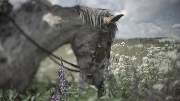 Photo horse chewing the grass on a background of nature closeup of head of horse eating grass