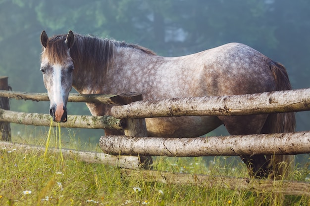 Horse chewing the grass