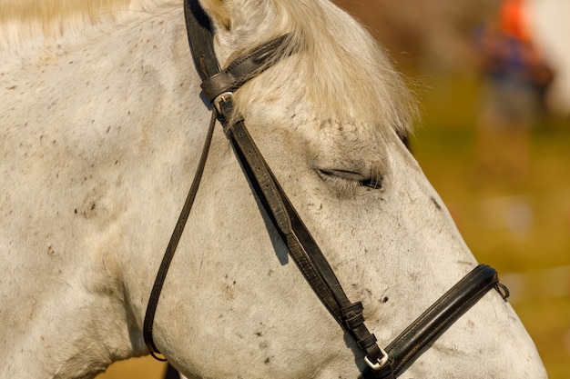 Horse close-up portrait. outdoors in summer. horizontal cropping