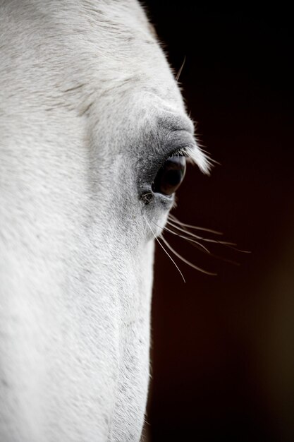 Photo horse close up