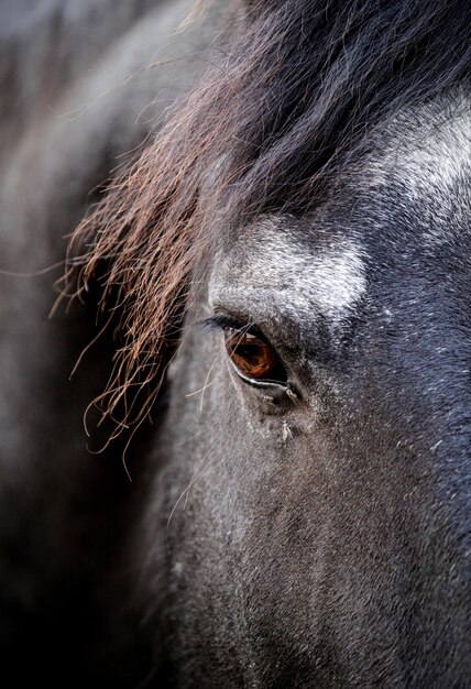 Photo horse close up