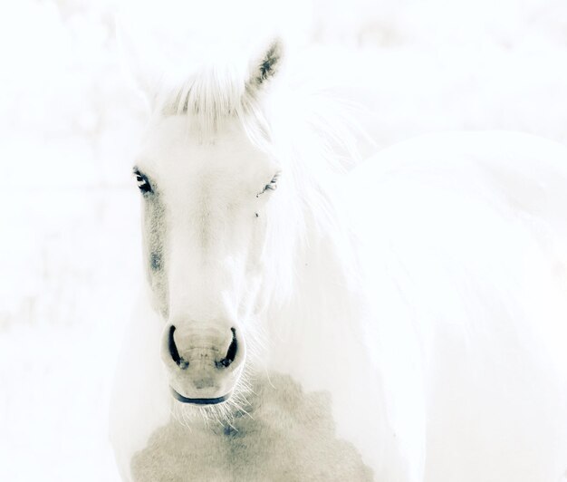 写真 馬のクローズアップ