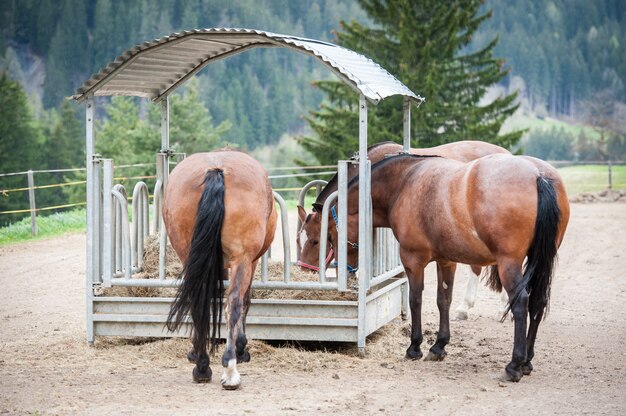 Horse closeup