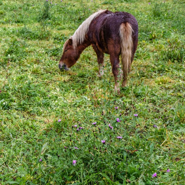 Horse in a countryside farm in Asturias northern Spain