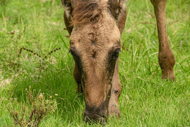 horse in countryside