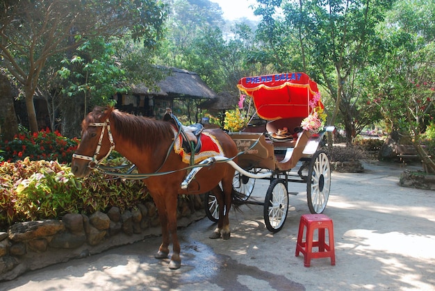 Photo horse dalat