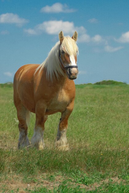 Horse of the Danish Jutland breed grazing free in the meadow