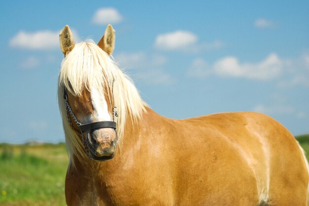 Horse of the Danish Jutland breed grazing free in the meadow