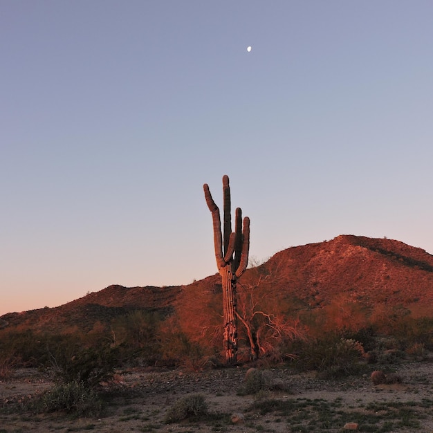 Foto cavallo nel deserto contro un cielo limpido