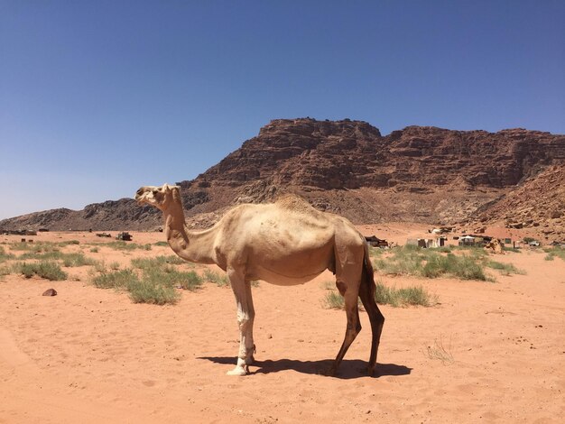 Horse in a desert