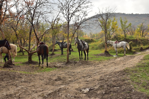 horse desing
