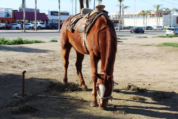 Foto cavallo sulla strada di terra