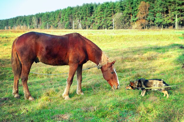 Horse and dog sniff to each other