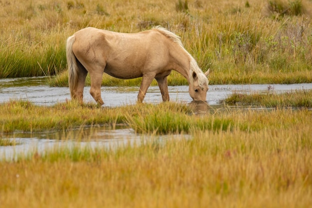 Horse drink water from the lake at daytime