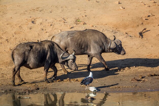 写真 馬の飲料水