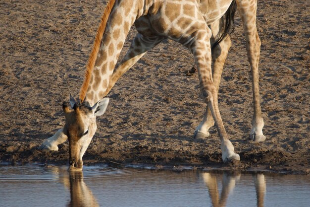 Photo horse drinking water