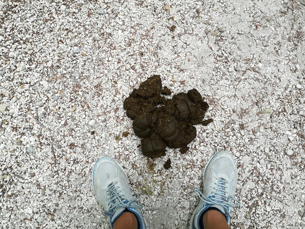 Photo horse dung along the trail