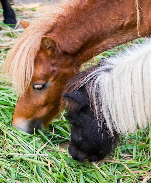 Horse dwarf young eating