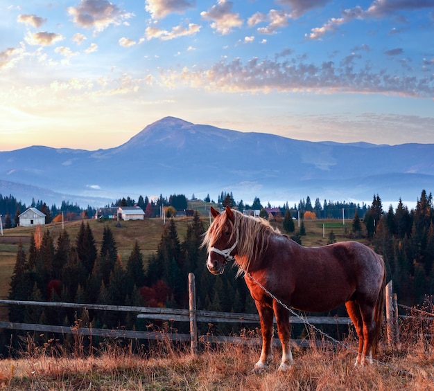 Horse and early morning misty autumn slopes of Carpathian Mountains and mountain village Yablunytsia village and pass IvanoFrankivsk oblast Ukraine Petros mountain in far