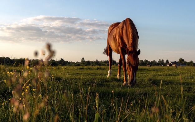 Horse eating grass in the fields