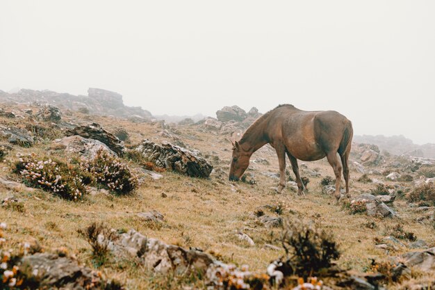 horse eating grass on foggy weather