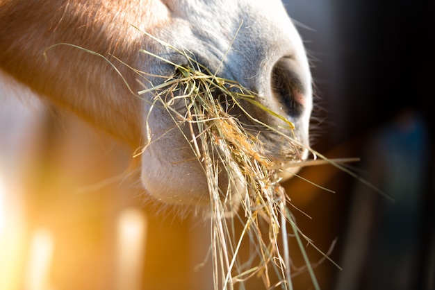 Photo horse eating grass