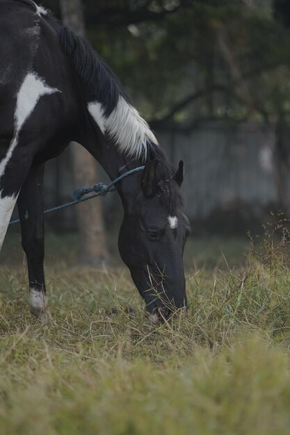 Photo horse eating grass