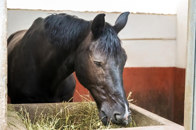 馬小屋で干し草を食べる馬