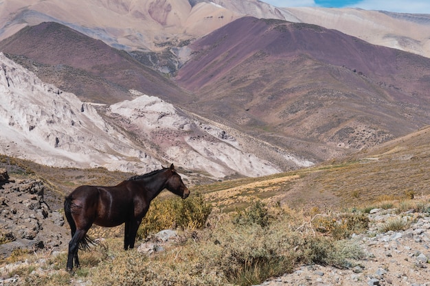 Horse eating in the mountains. Wild horse.