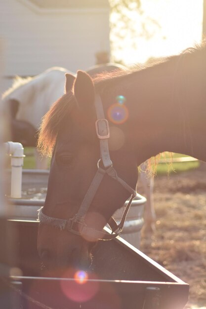 写真 馬がトロープから食べている