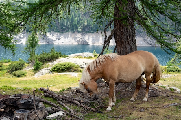 Foto cavallo che mangia sotto un albero